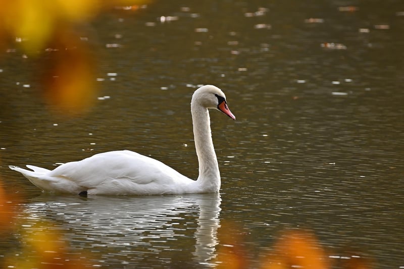 The Swan House